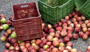 Στ. Αραχωβίτης: Το υπέρογκο κόστος παραγωγής και η αδυναμία διάθεσης των μήλων γονατίζουν τους μηλοπαραγωγούς της χώρας
