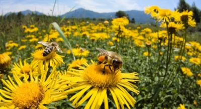 Βελτίωση των Συνθηκών Παραγωγής  &amp; Εμπορίας των Προϊόντων της Μελισσοκομίας