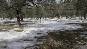 ΑΓΡΟΤΟΚΤΗΝΟΤΡΟΦΙΚΟΣ ΣΥΛΛΟΓΟΣ ΛΑΚΩΝΙΑΣ: Αυτοψία στα χωράφια που επλήγησαν από την χθεσινή  χαλαζόπτωση