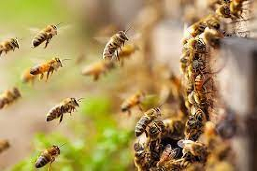 Προστασία των μελισσών από κακή χρήση των γεωργικών φαρμάκων