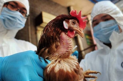 Συνίσταται τήρηση των μέτρων βιοασφάλειας λόγω της Γρίπης των πτηνών