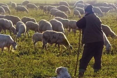 Στ. Αραχωβίτης: «Ο χειμώνας πλησιάζει αλλά η στήριξη της Κτηνοτροφίας στέρεψε»