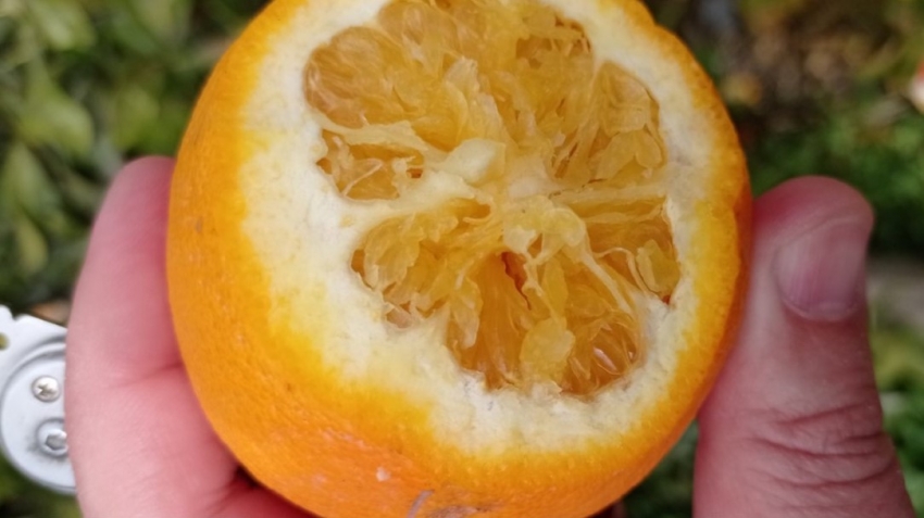 Επίσκεψη Αραχωβίτη στο Λέημονα: “Μεθοδική και άμεση και όχι επικοινωνική αντιμετώπιση της καταστροφής στα πορτοκάλια λόγω παγετού”