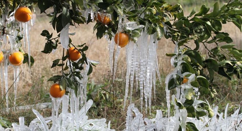 Στ. Αραχωβίτης: Πλην Λακεδαιμόνιων οι προκαταβολές ΕΛΓΑ για τον παγετό του Ιανουαρίου