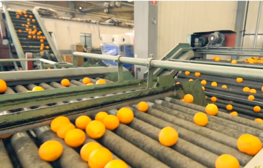 Στ. Αραχωβίτης: «Τεράστιο ζήτημα επιβίωσης για τους παραγωγούς με τα πορτοκάλια απούλητα και παγωμένα»