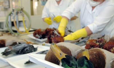 Πελοπόννησος | Φόβος για τη γρίπη των πτηνών(VIDEO)